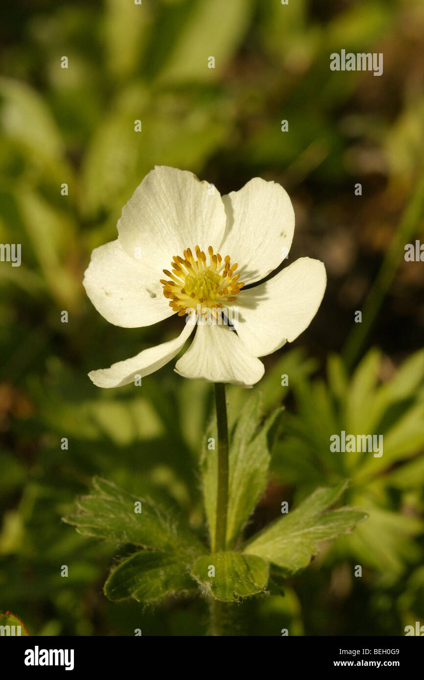 Anemone narcissiflora subsp. Sibirica. Banque D'Images