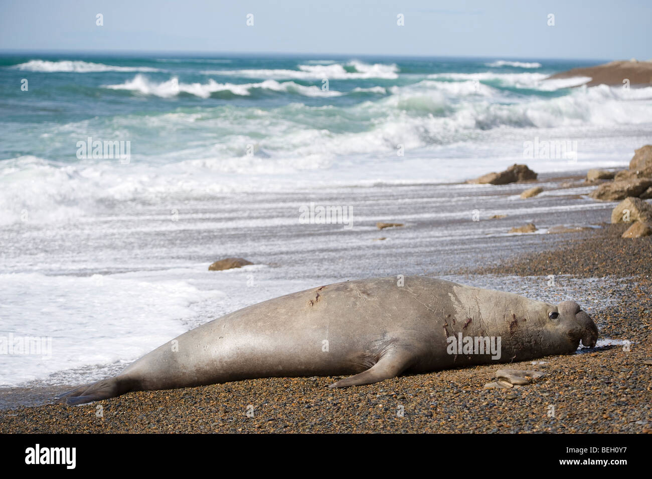 Grand éléphant mâle seal se reposant sur une plage de Valdes peninula, Patagonie, Argentine. Banque D'Images