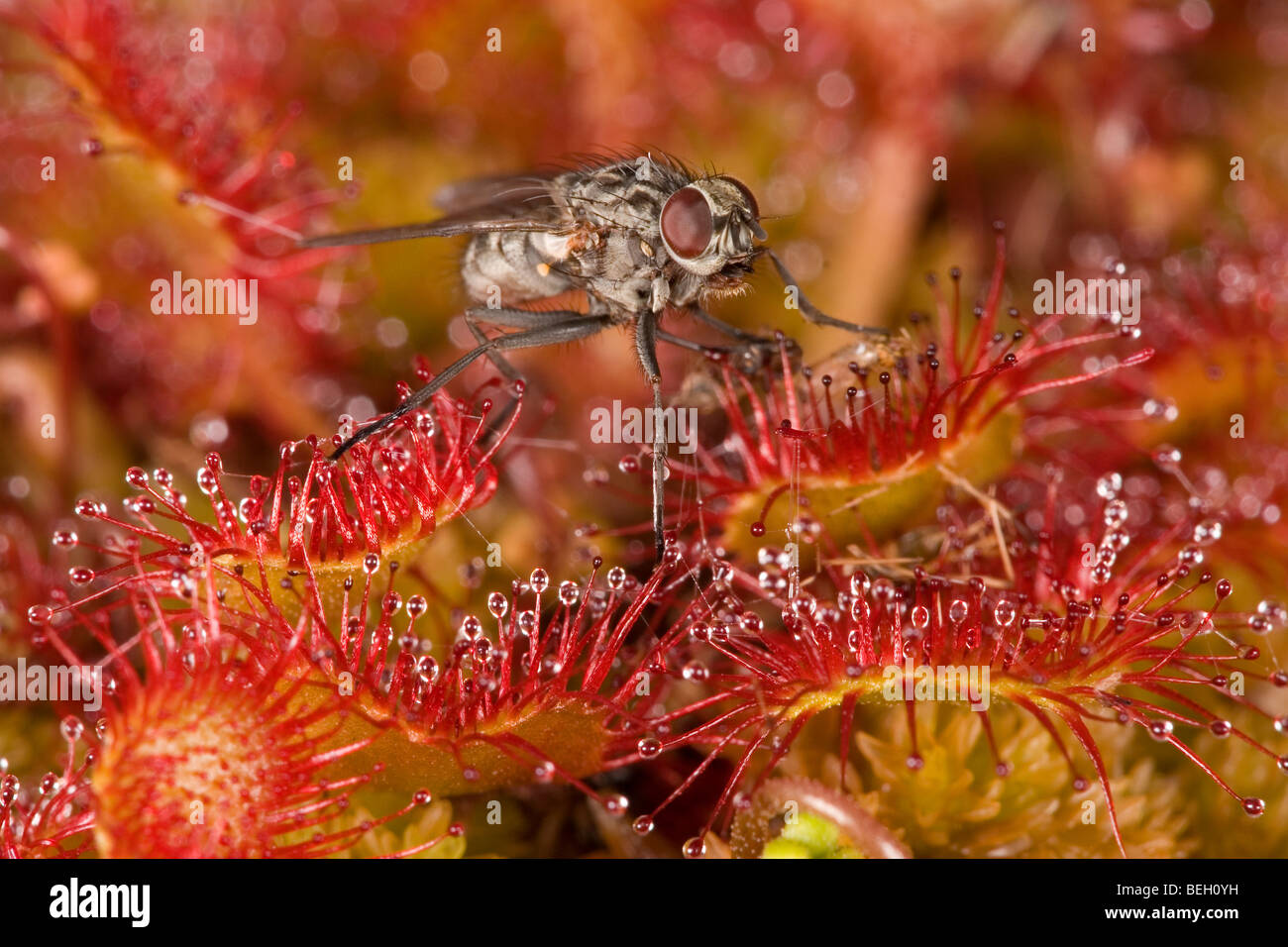 Les rossolis (Drosera rotundifolia) piégés avec fly Banque D'Images