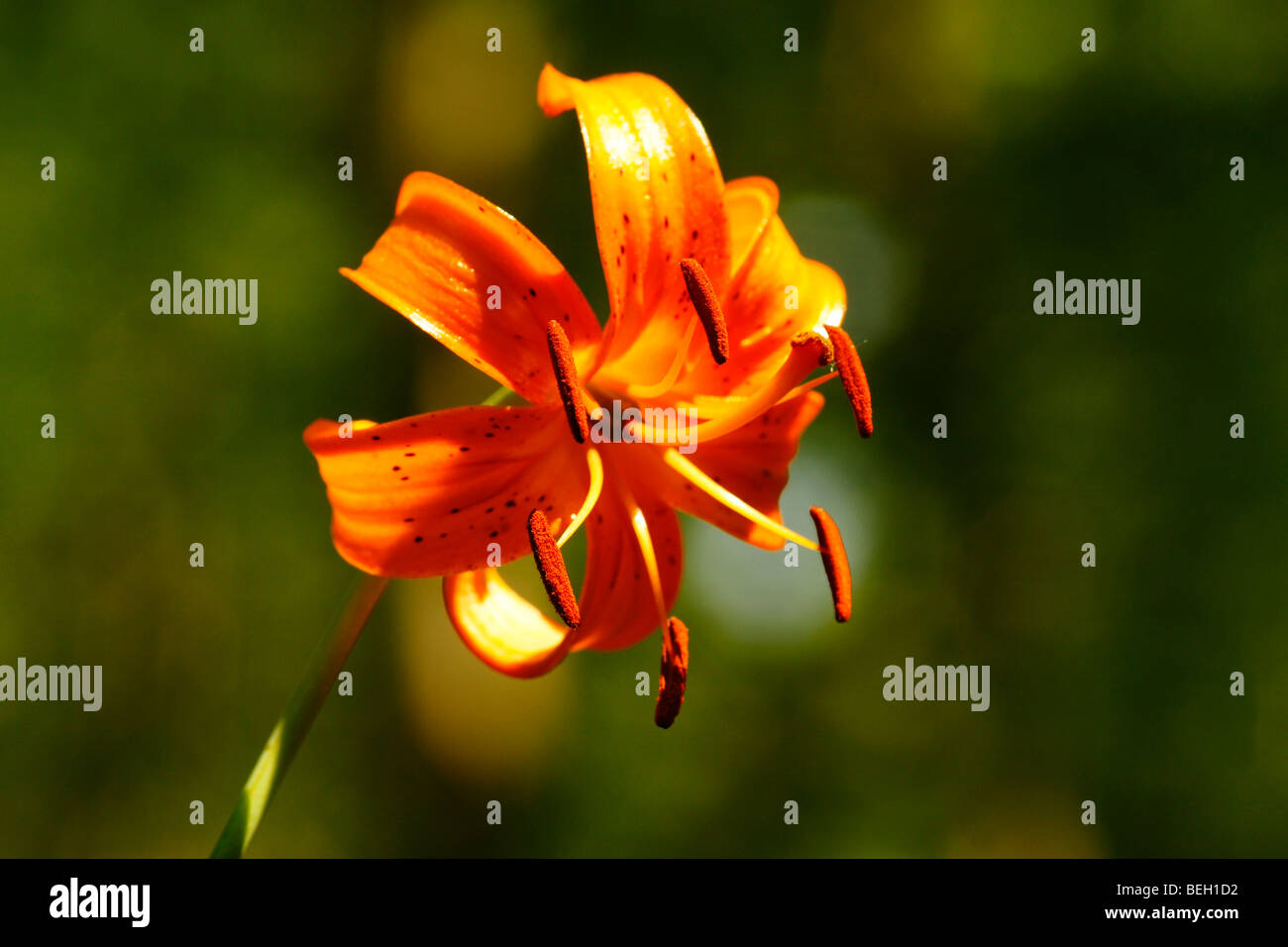 Lilium debile. Banque D'Images