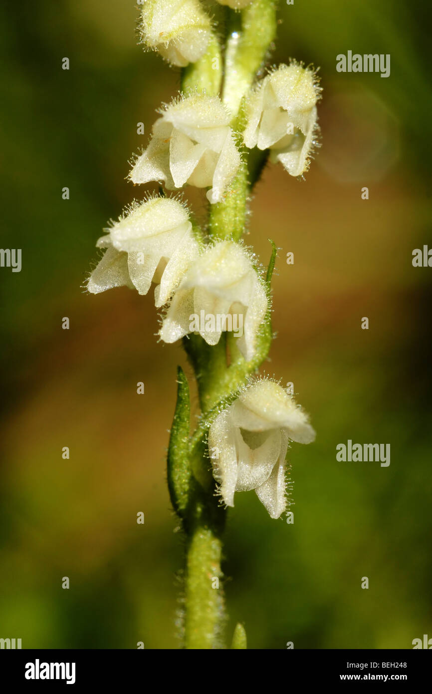 Goodyera repens. Banque D'Images