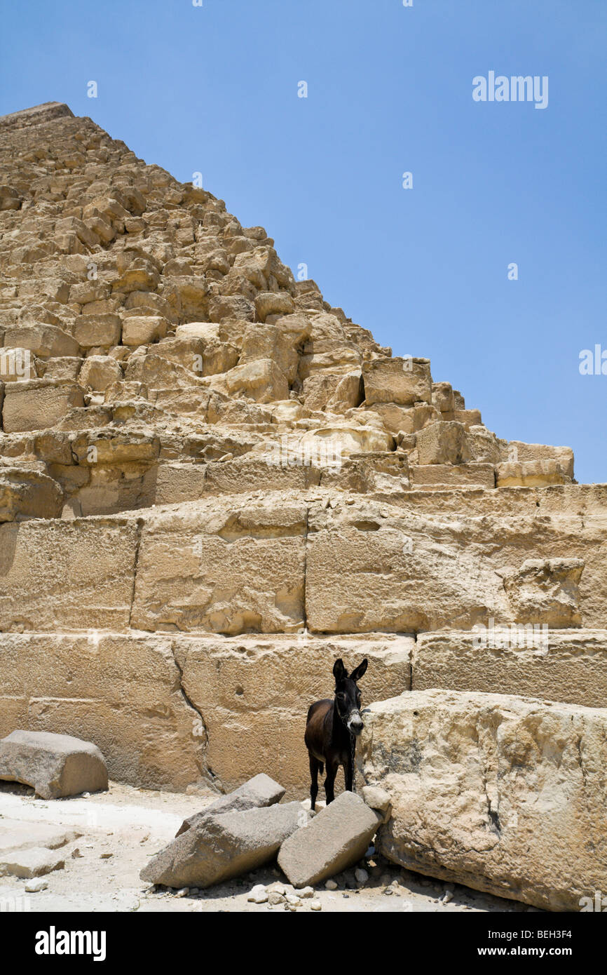 Petit âne près de pyramide de Khafra, Le Caire, Egypte Banque D'Images