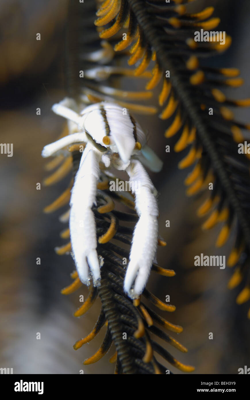 Squat des crinoïdes, Homard Allogalathea elegans, Manado, Sulawesi, Indonésie Banque D'Images