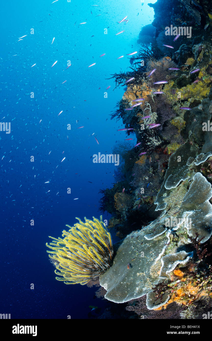 Avec des récifs coralliens, l'Île Christmas crinoïde jaune, de l'Australie Banque D'Images