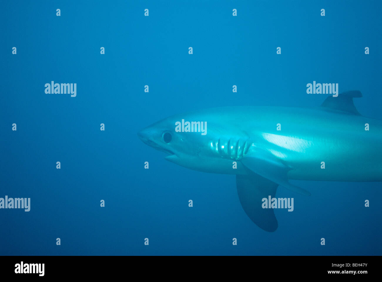 Requin Renard Commun Banque d'image et photos Alamy — free download