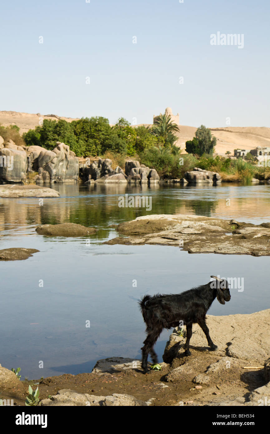La cataracte du Nil, Assouan, Egypte Banque D'Images