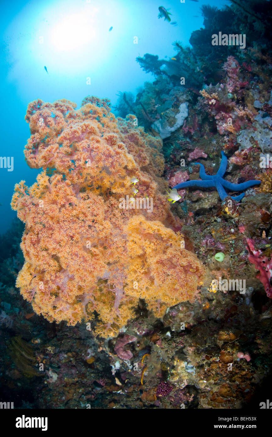 De plus en plus orange corail mou sur le récif, Dendronephthya, Sulawesi, le Détroit de Lembeh, Indonésie Banque D'Images