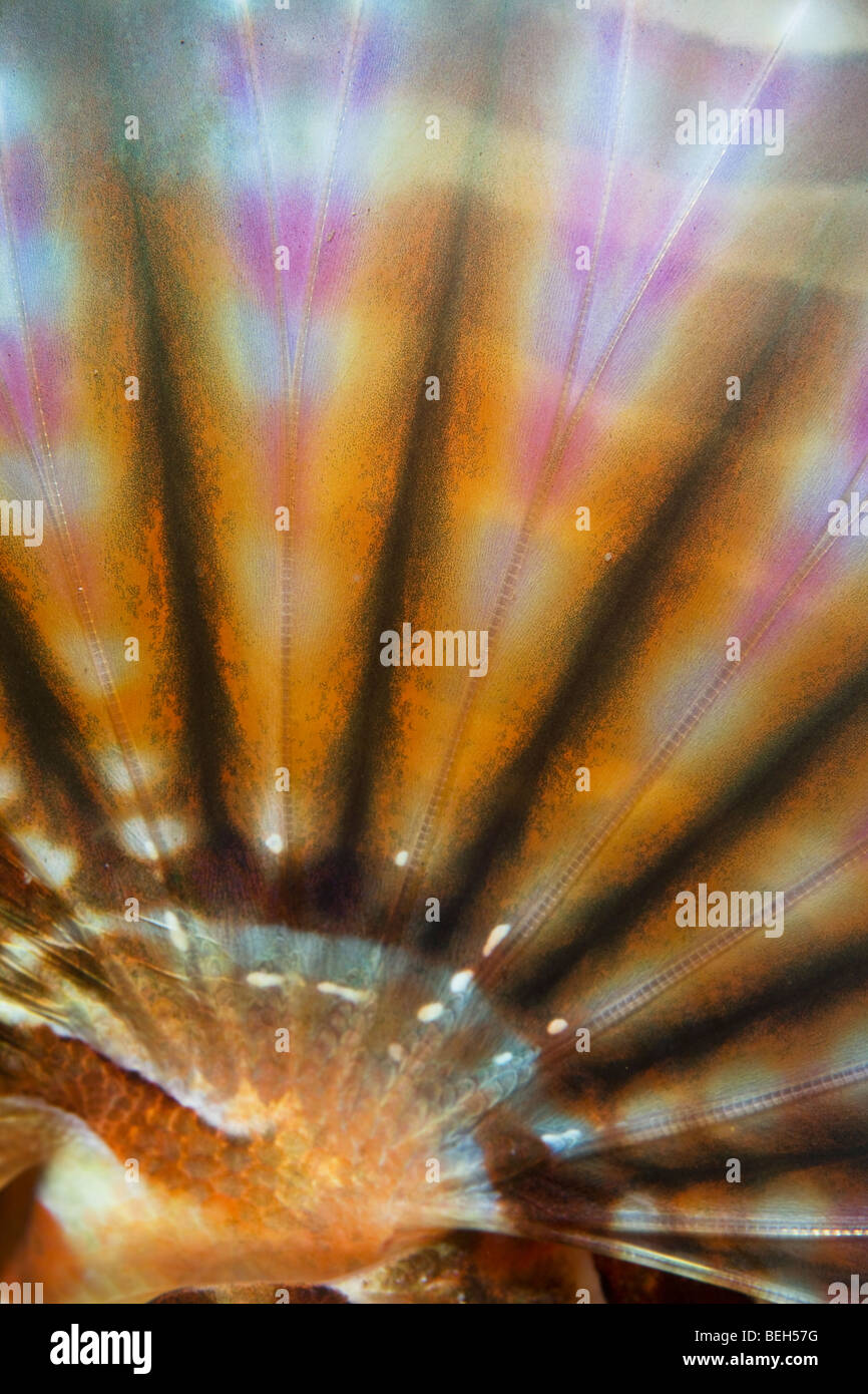 Fin d'Zebra-Lionfish, Dendrochirus zebra, Sulawesi, le Détroit de Lembeh, Indonésie Banque D'Images