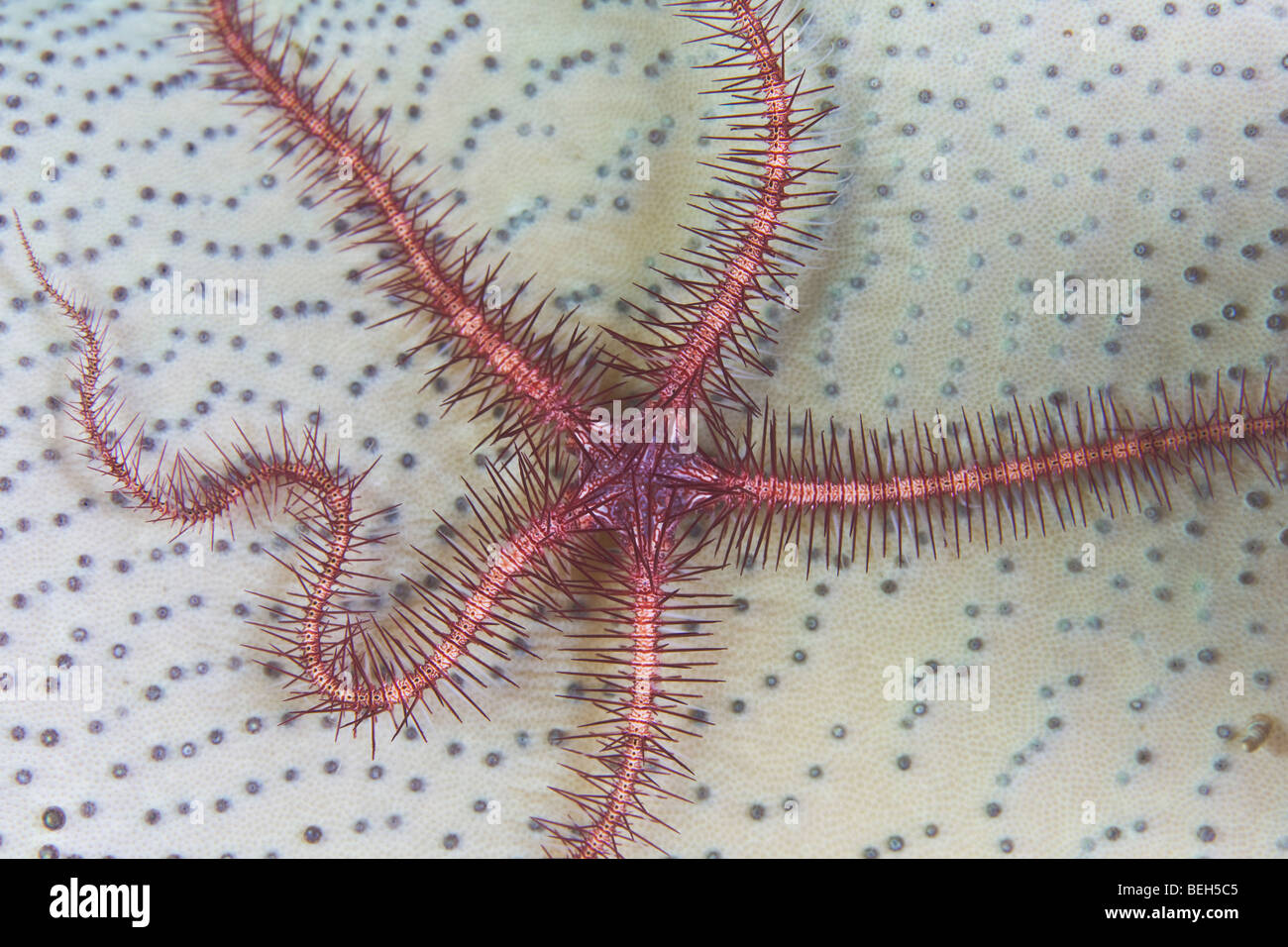 Brittlestar rouge sur le cuir souple, corail Ophiuroidea, Sulawesi, le Détroit de Lembeh, Indonésie Banque D'Images