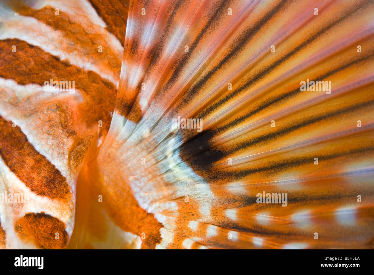 Fin d'Zebra-Lionfish, Dendrochirus zebra, nord de Sulawesi, Indonésie Banque D'Images