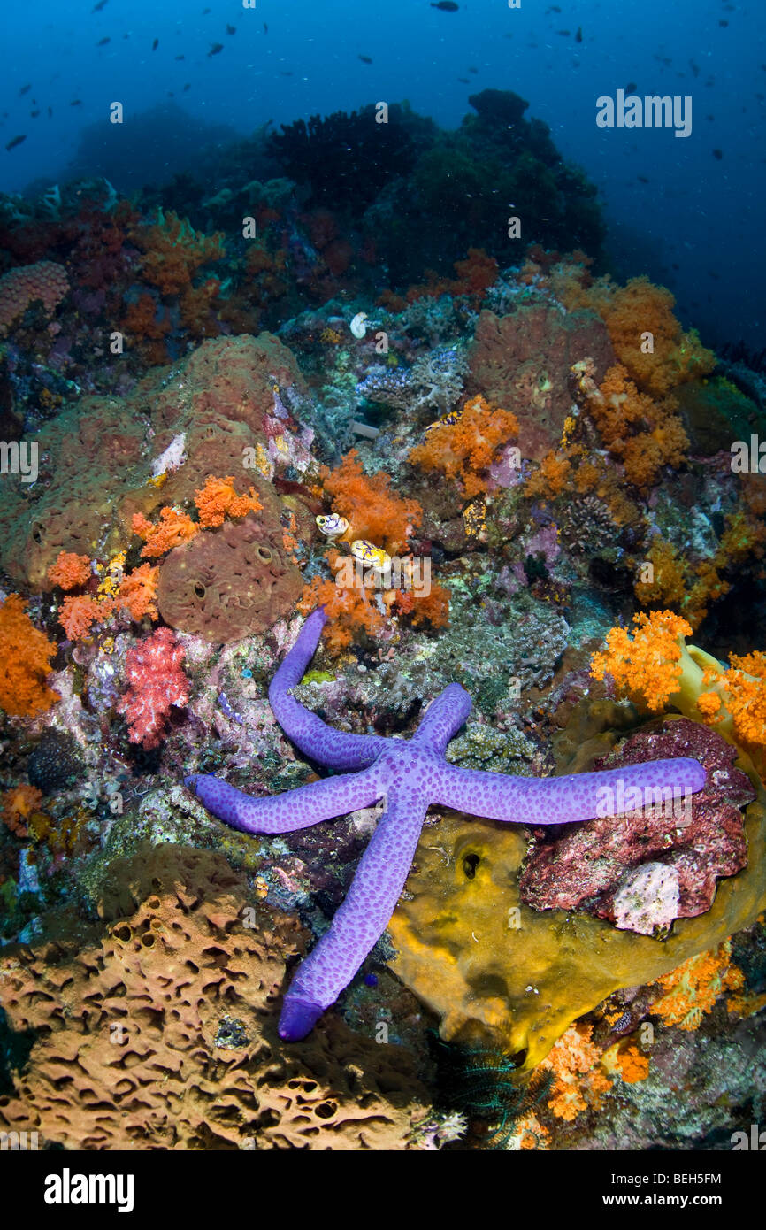 La biodiversité dans les récifs coralliens, au nord de Sulawesi, Indonésie Banque D'Images
