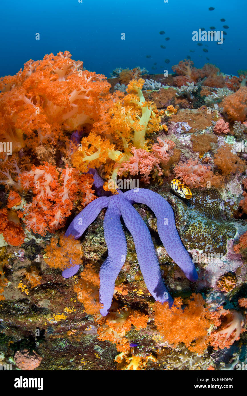 La biodiversité dans les récifs coralliens, au nord de Sulawesi, Indonésie Banque D'Images