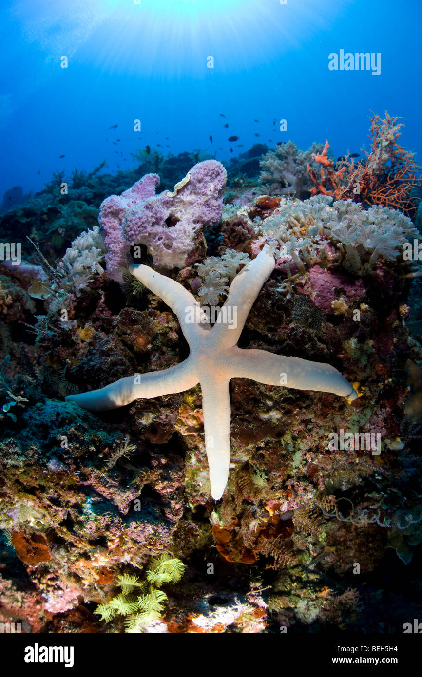 Seastar dans les récifs coralliens, Linckia laevigata, nord de Sulawesi, Indonésie Banque D'Images