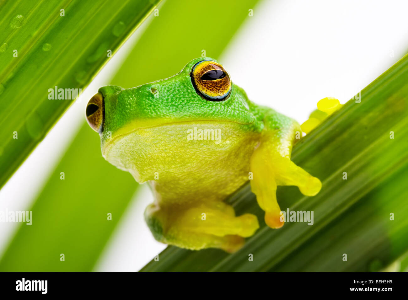 Frog, à l'arrière les feuilles Banque D'Images