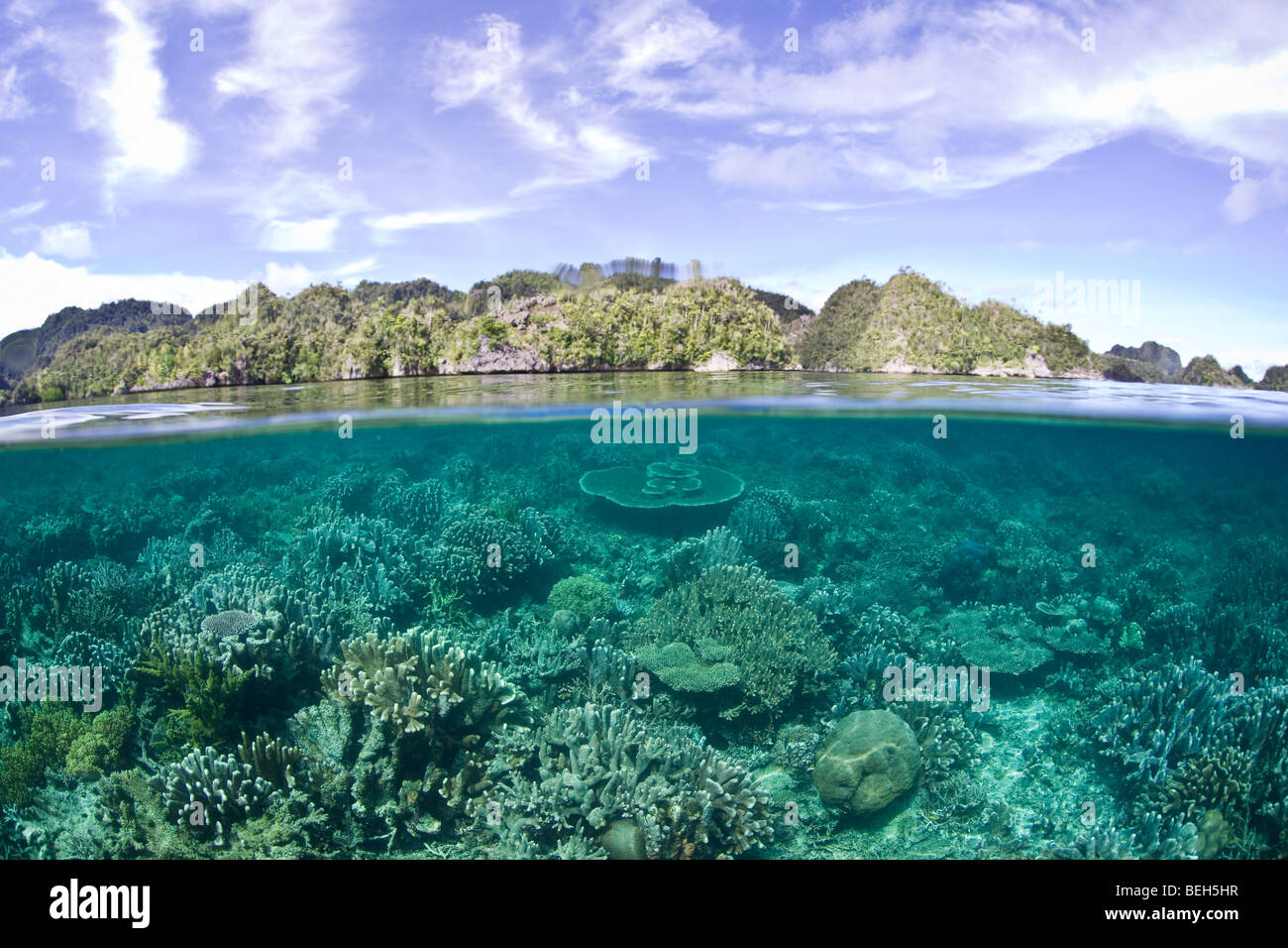 Coral Reef avec Coraux Durs, Misool, Raja Ampat, Papouasie occidentale, en Indonésie Banque D'Images