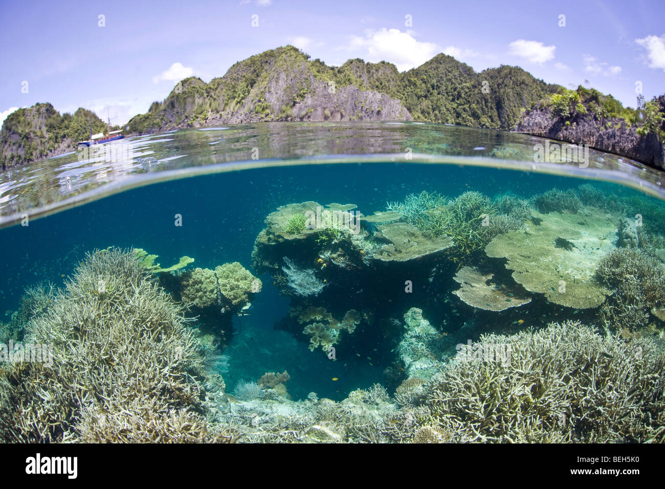 Côte et de coraux de l'île de Misool, Raja Ampat, Papouasie occidentale, en Indonésie Banque D'Images