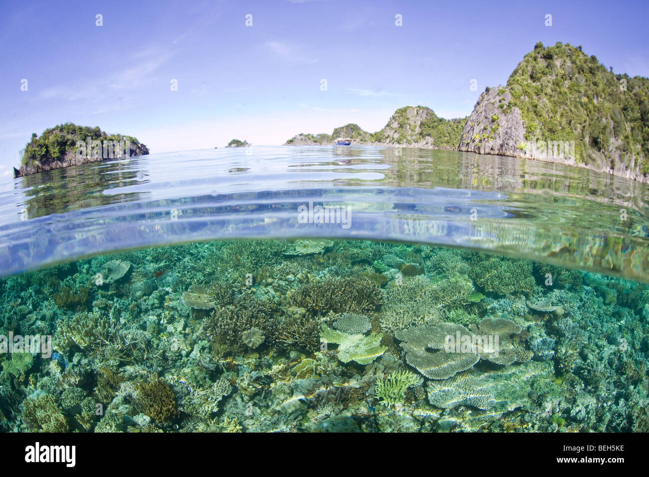 Les récifs coralliens de Raja Ampat, Misool, Raja Ampat, Papouasie occidentale, en Indonésie Banque D'Images