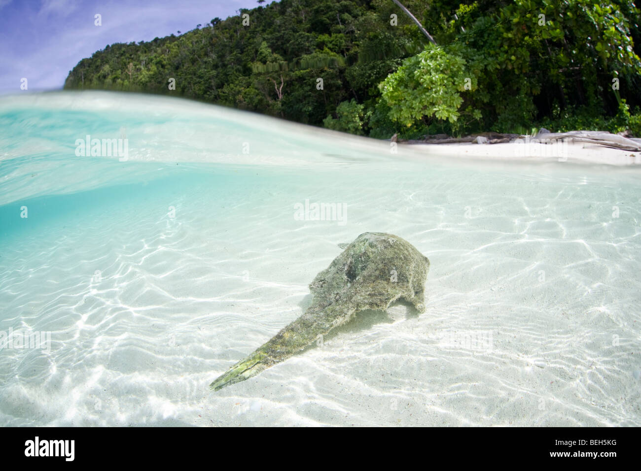 Crâne de Dolphin échoués à plage, Misool, Raja Ampat, Papouasie occidentale, en Indonésie Banque D'Images