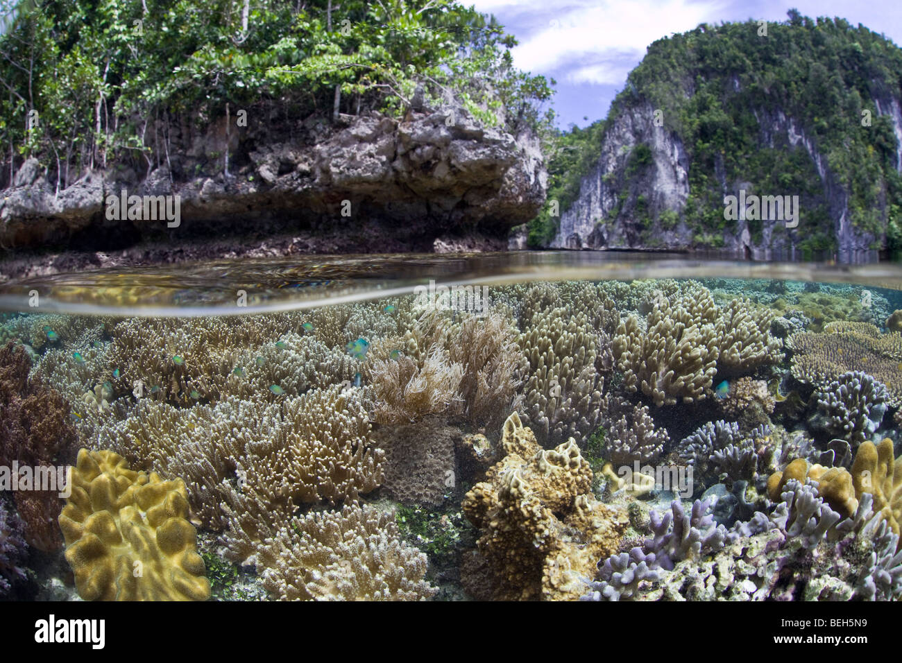 Dans la biodiversité des récifs coralliens peu profonds, Misool, Raja Ampat, Papouasie occidentale, en Indonésie Banque D'Images