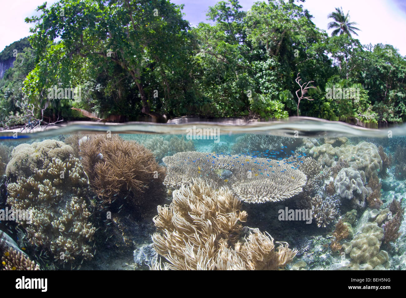 Dans la biodiversité des récifs coralliens peu profonds, Raja Ampat, Papouasie occidentale, en Indonésie Banque D'Images