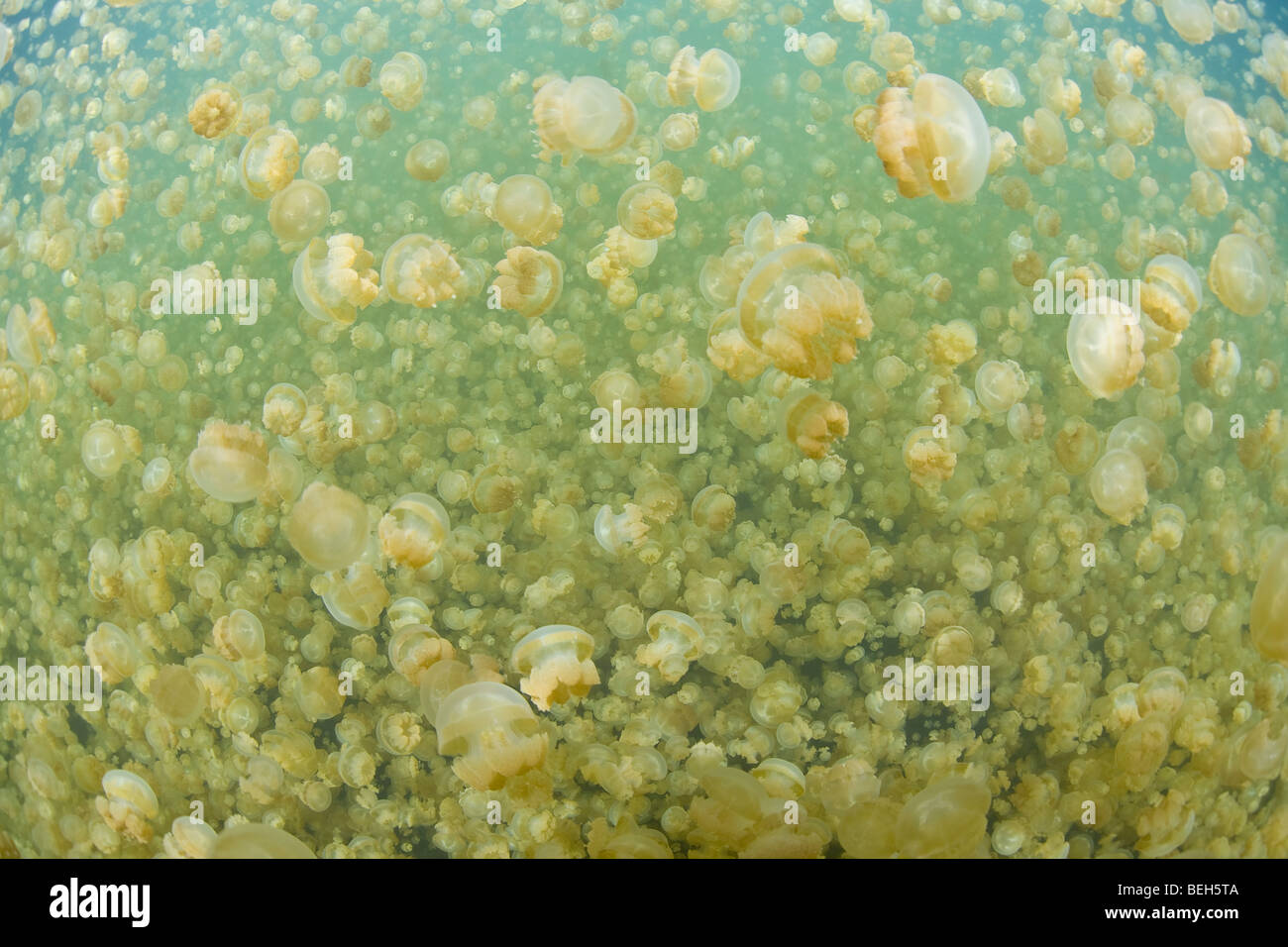 Jellyfish lake avec dard méduses Mastigias papua, etpisonii, Micronésie, Palau Banque D'Images