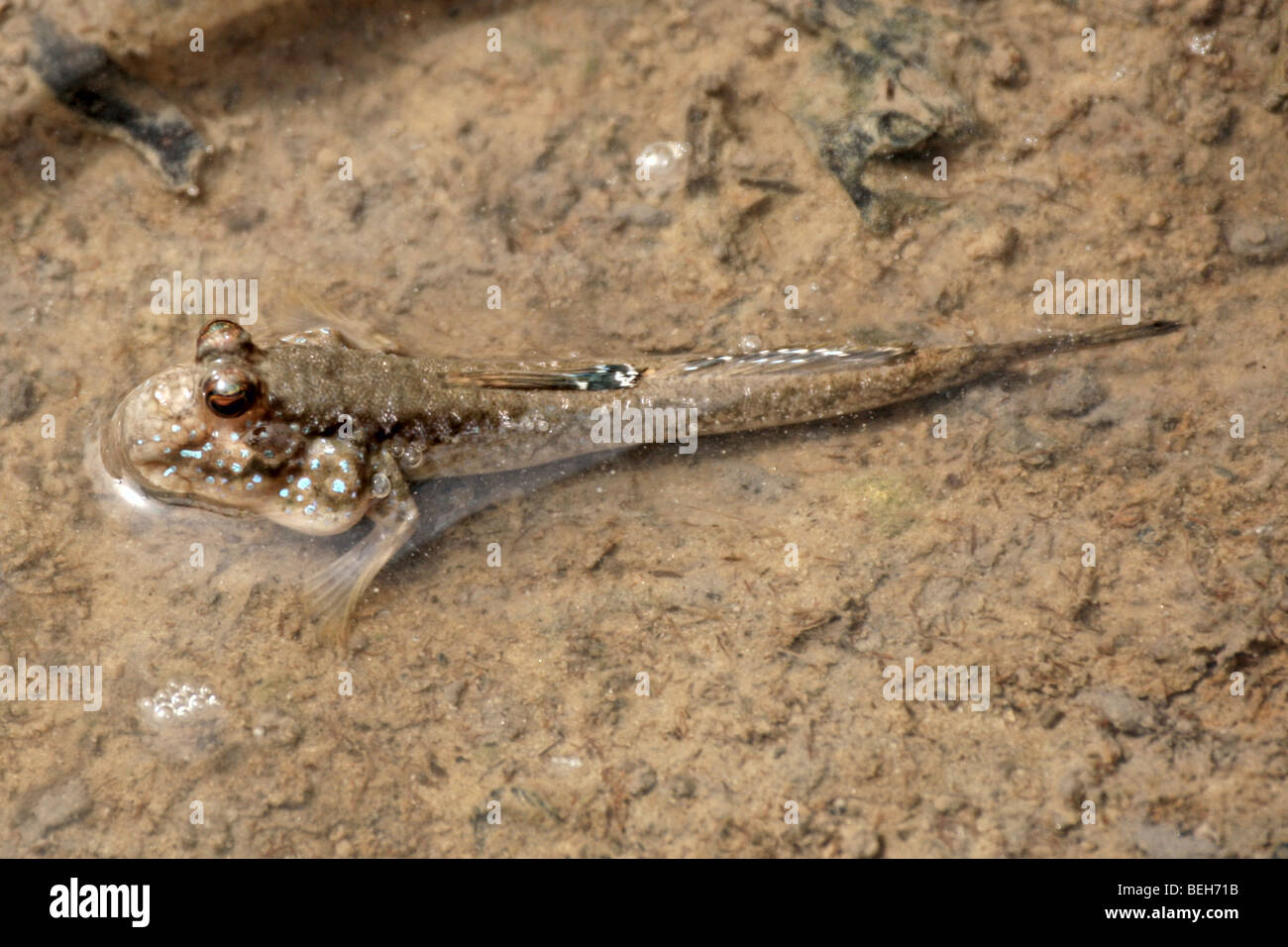 Periophthalmus barbarus, skipper de boue, amphibius les poissons vivant dans l'habitat intertidal, Bintang Bolong, Gambie Banque D'Images