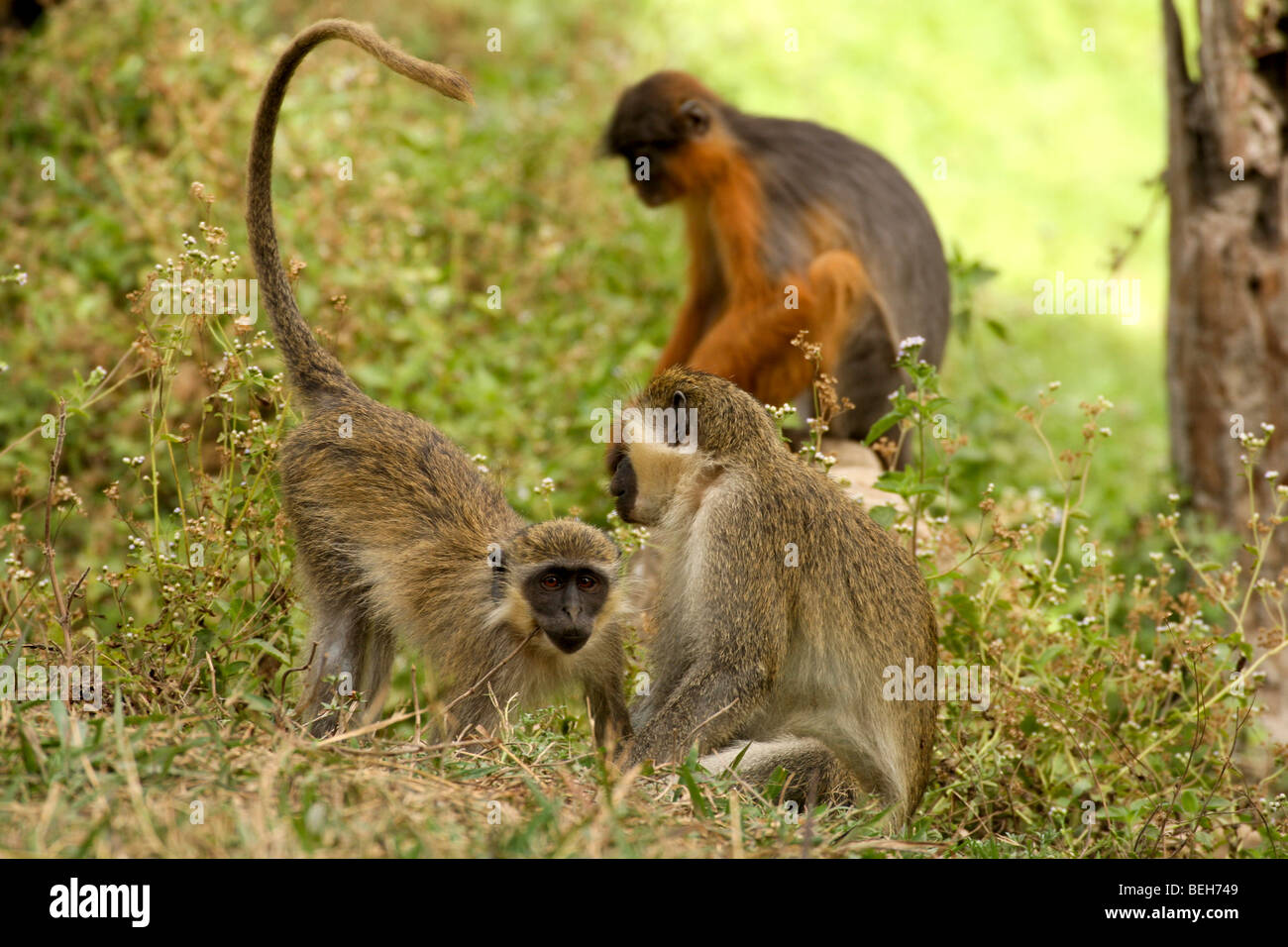 Singe vert & Red Colobus monkey, Réserve naturelle d'Abuko, Lamin,Gambie Banque D'Images