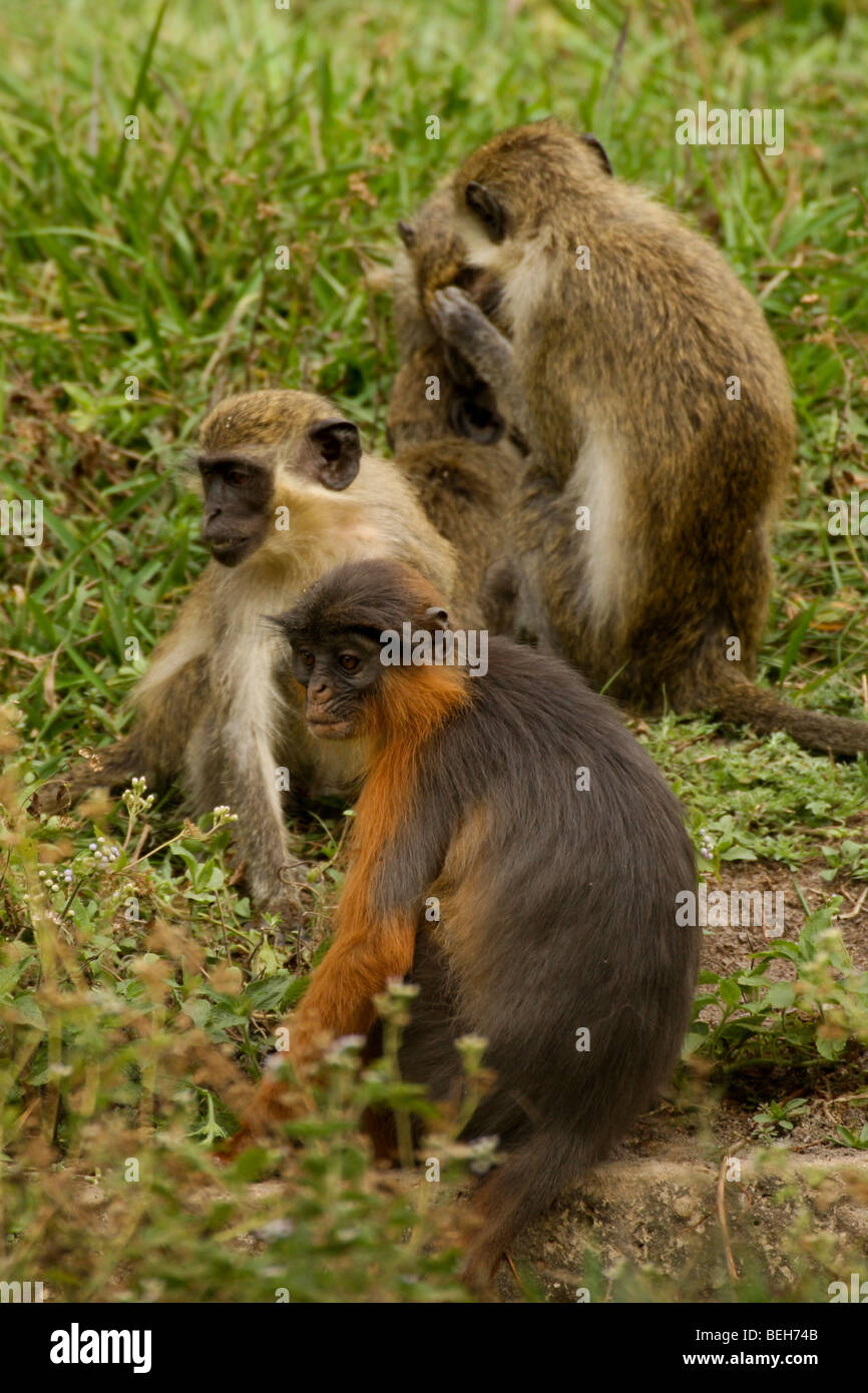 Singe vert & Red Colobus monkey, Réserve naturelle d'Abuko, Lamin,Gambie Banque D'Images