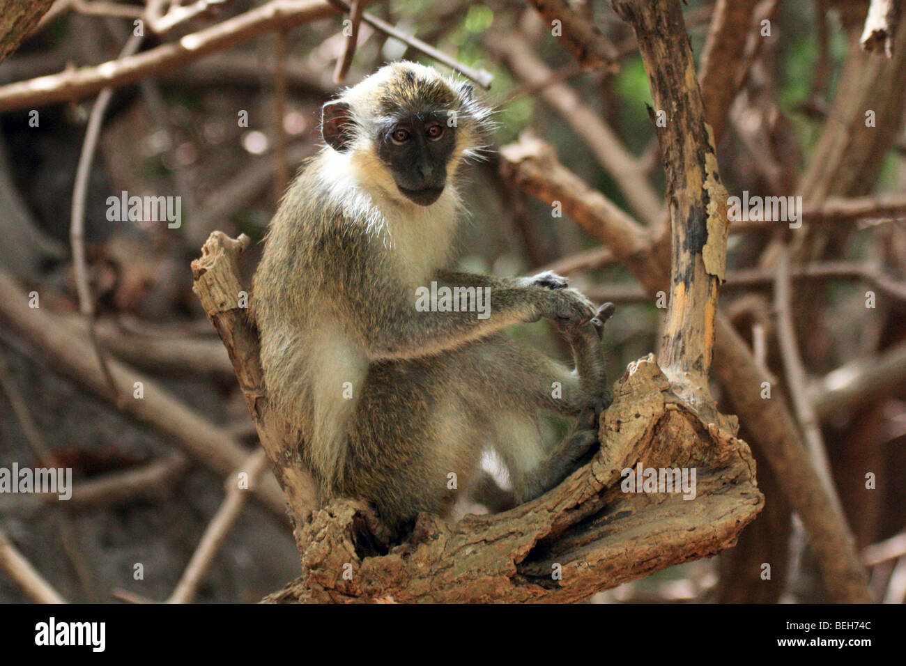 Un singe vert, Réserve naturelle d'Abuko, Lamin, la Gambie Banque D'Images