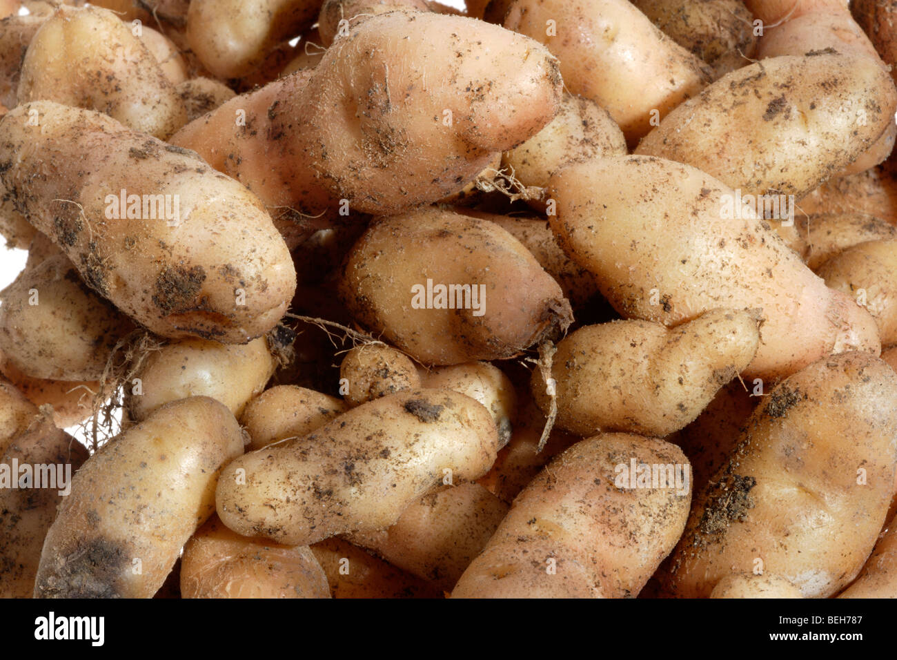Pommes de terre de Anya Banque D'Images