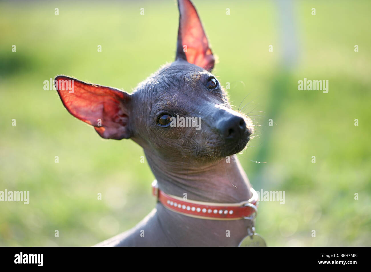 Chien nu mexicain Photo Stock - Alamy