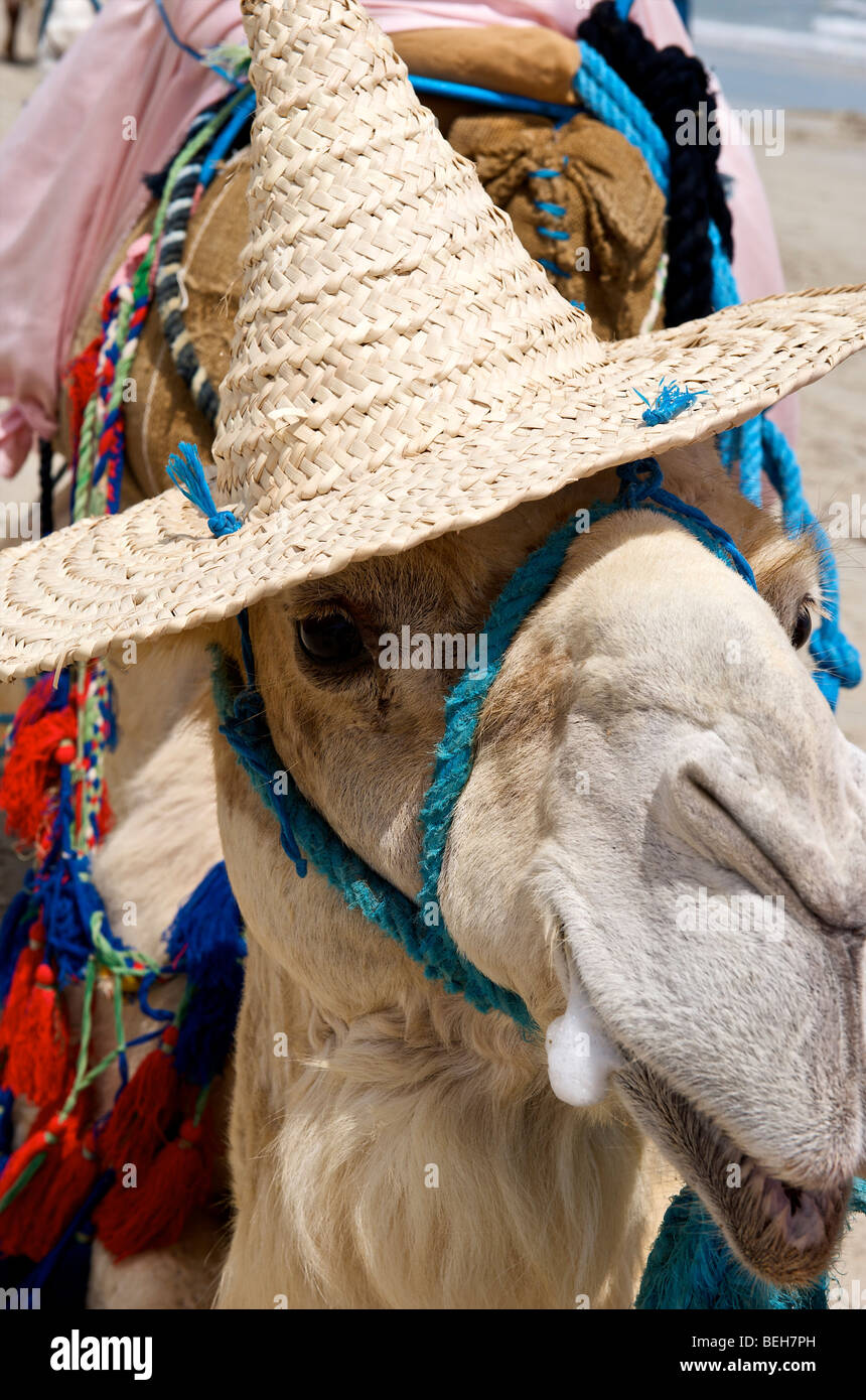Tunisie, Djerba, Midoun, portrait de camel beach Banque D'Images