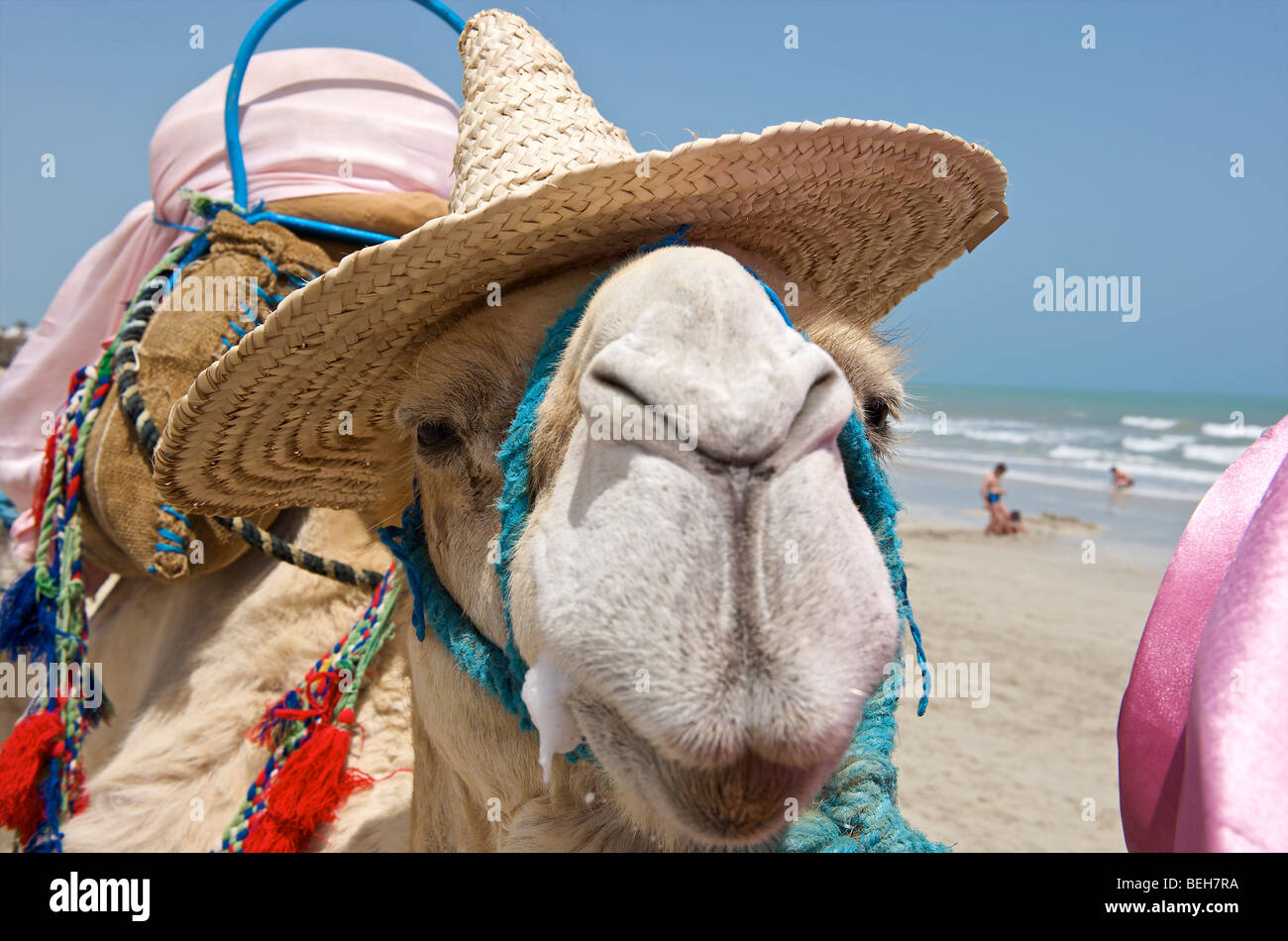 Tunisie, Djerba, Midoun, portrait de camel beach Banque D'Images
