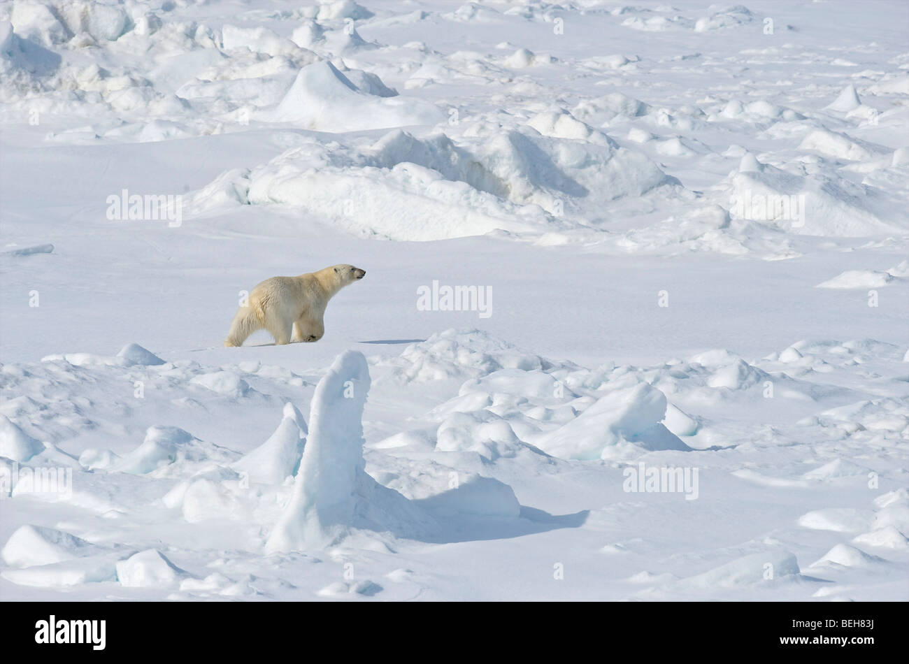 Spitsbergen, Svalbard, l'ours polaire sur la banquise près de 1000 îles Banque D'Images