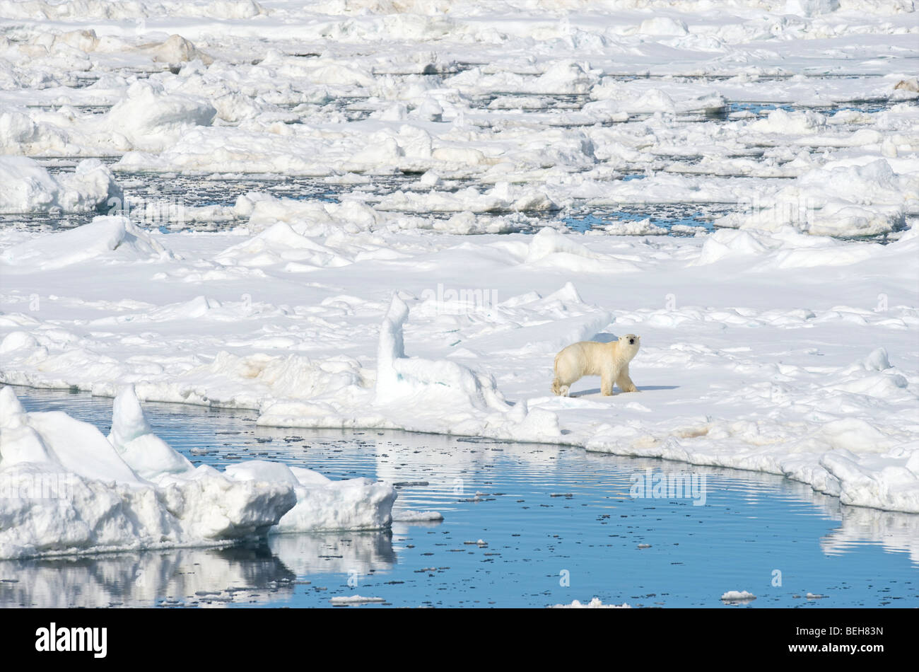 Spitsbergen, Svalbard, l'ours polaire sur la banquise près de 1000 îles Banque D'Images