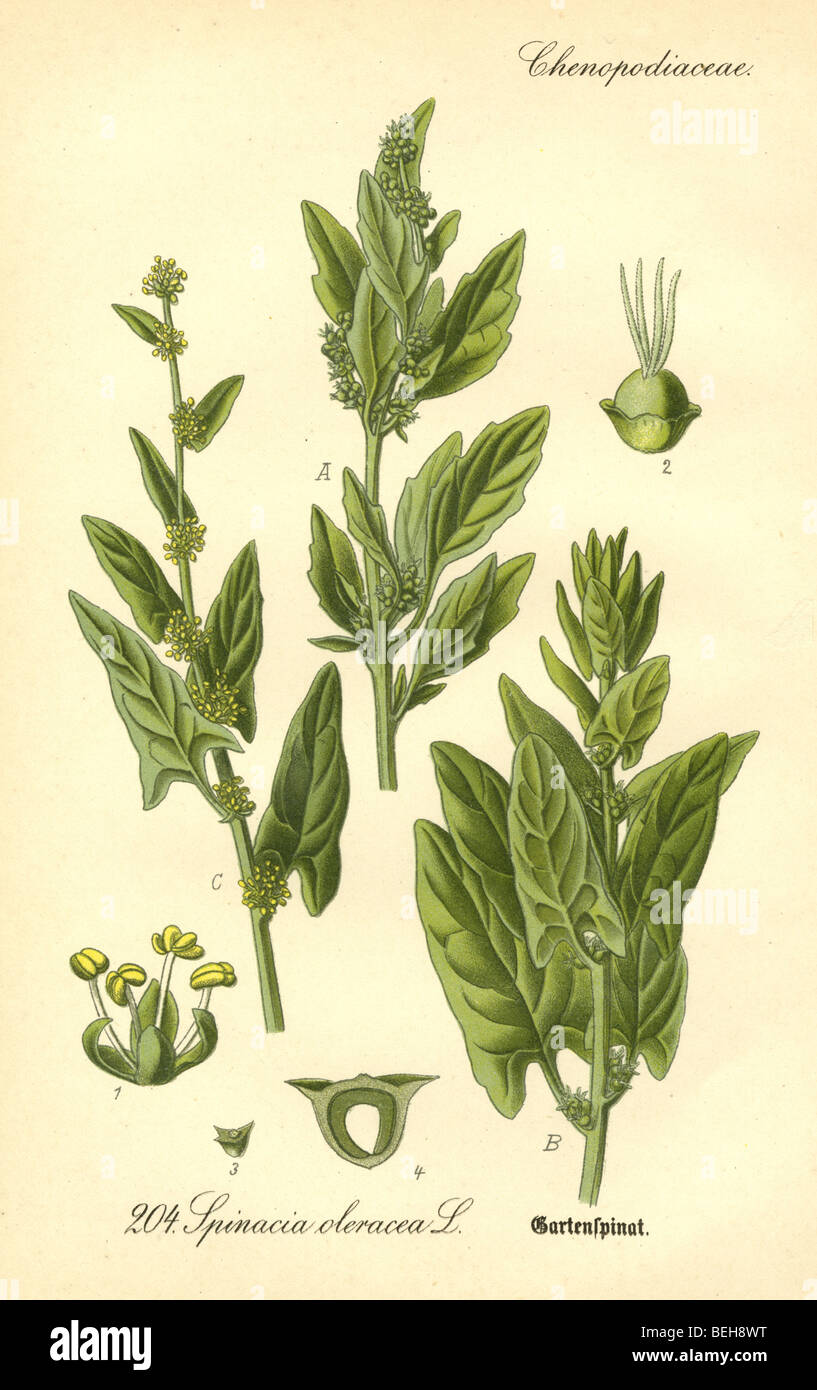 Circa 1880 gravure de l'épinard (Spinacia oleracea) de Prof Dr Thome de la flore de l'Allemagne. Banque D'Images