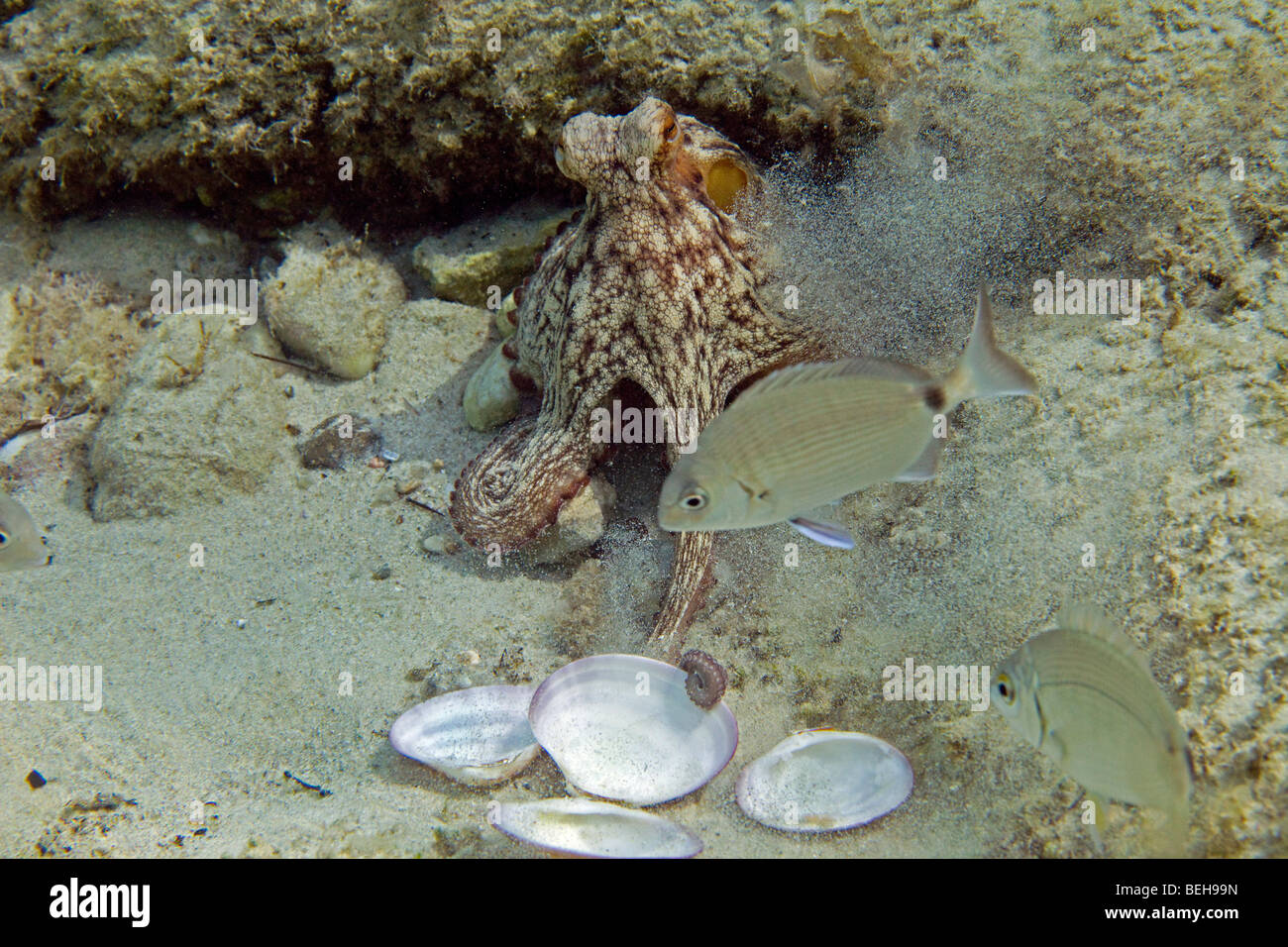 Octopus protégeant ses coques en dehors de son nid Banque D'Images