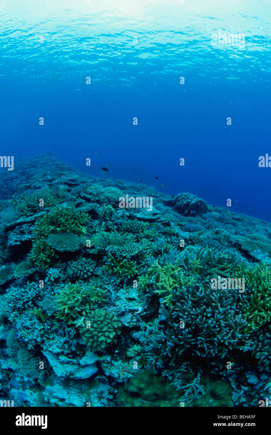 Underwater une barrière de corail, l'île d'Iriomote, Okinaway Yaeyama, Prefecture, Japan Banque D'Images