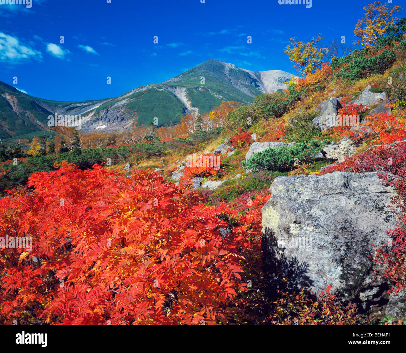 Feuillage de l'automne en face de Mt. Pays montagneux Norikura, Nagano Prefecture, Japan Banque D'Images