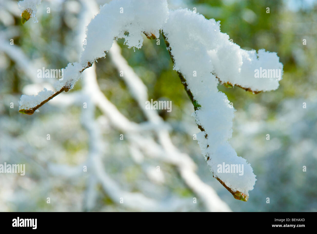 Neige sur un arbre avec les bourgeons des feuilles des rameaux Banque D'Images