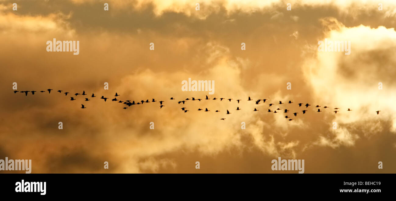 Troupeau d'oies volent en formation contre un ciel aube Banque D'Images