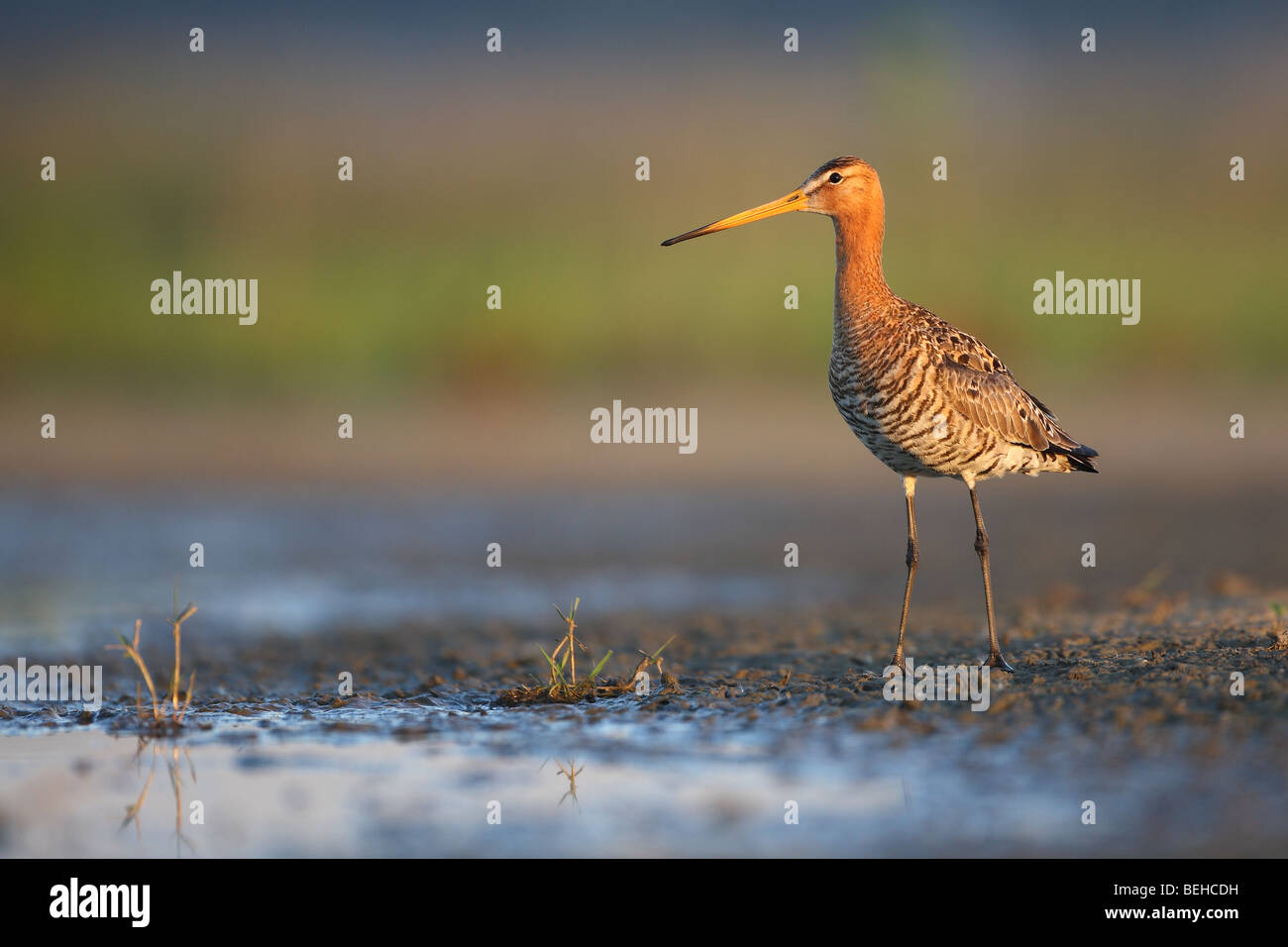Barge à queue noire (Limosa limosa) sur boue, Belgique Banque D'Images