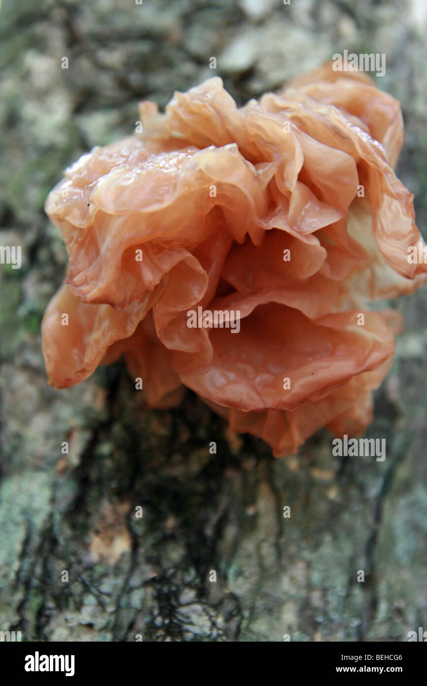 Jelly champignon oreille (Auricularia auricula-judae) poussant sur un arbre en sanctuaire Togakushi, Japon Banque D'Images