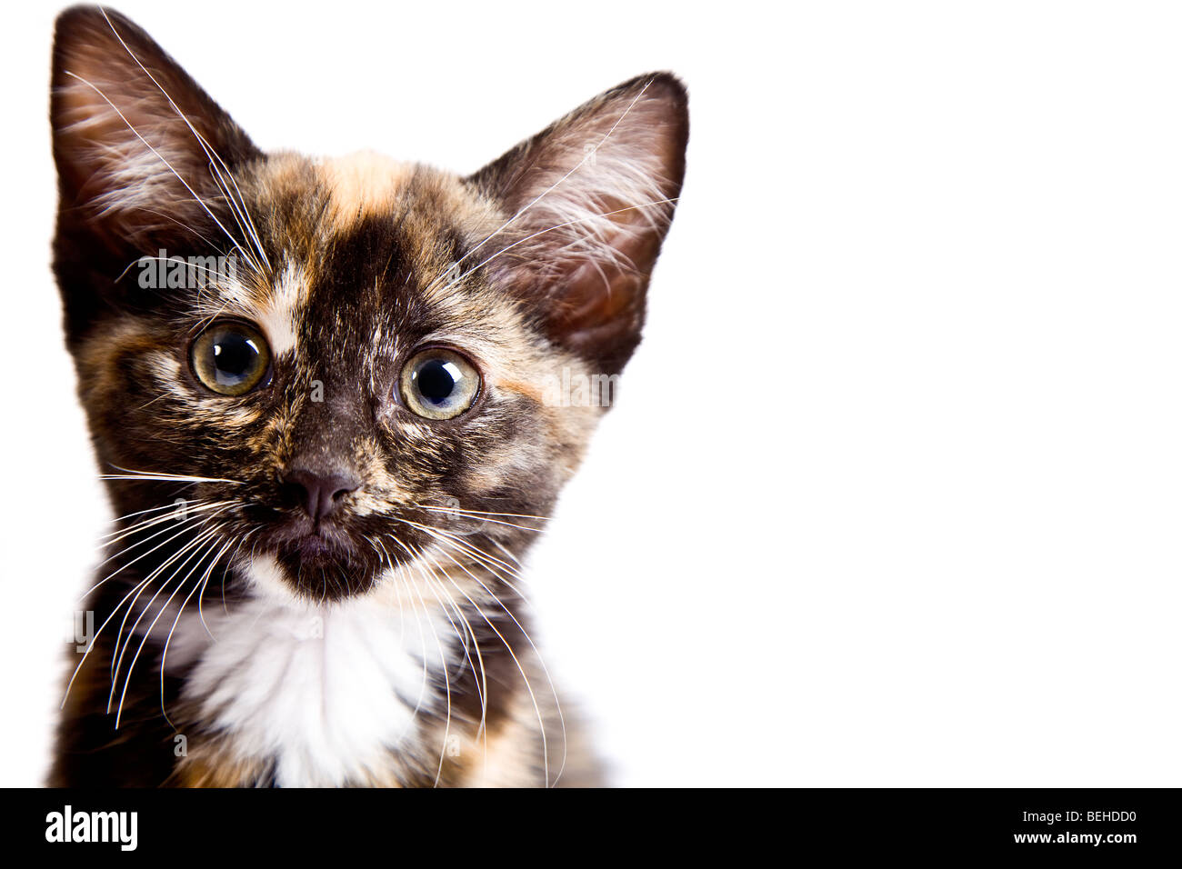 Écaille chaton mignon en studio Banque D'Images