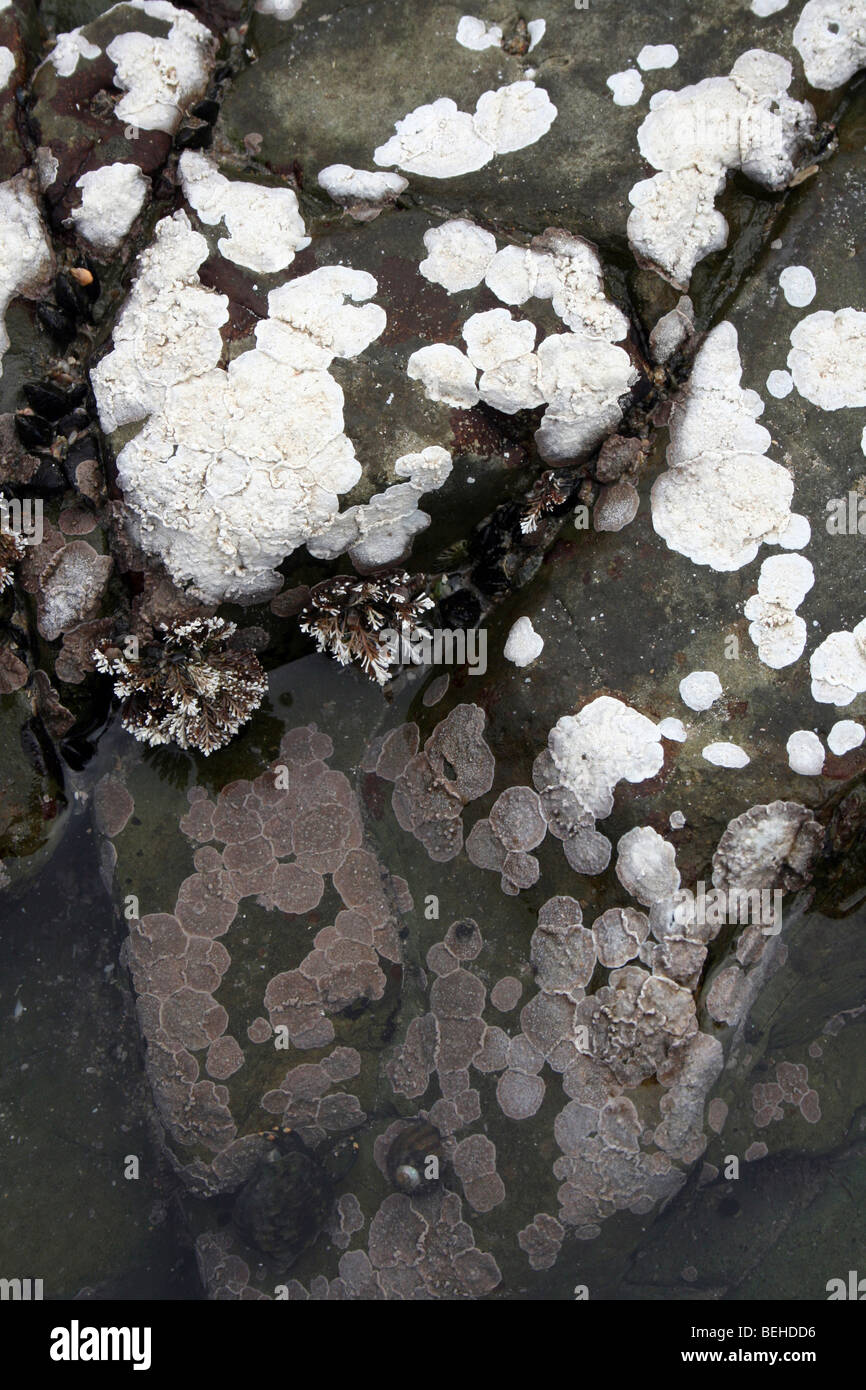 Les algues encroûtantes Lithophyllum sp. Dans une roche couverte de Kei Mouth, Province orientale du Cap, Afrique du Sud Banque D'Images