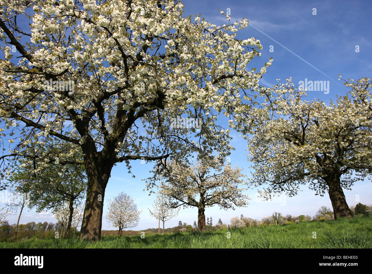 Verger d'arbres fruitiers en fleurs, Hesbaye, Belgique Banque D'Images