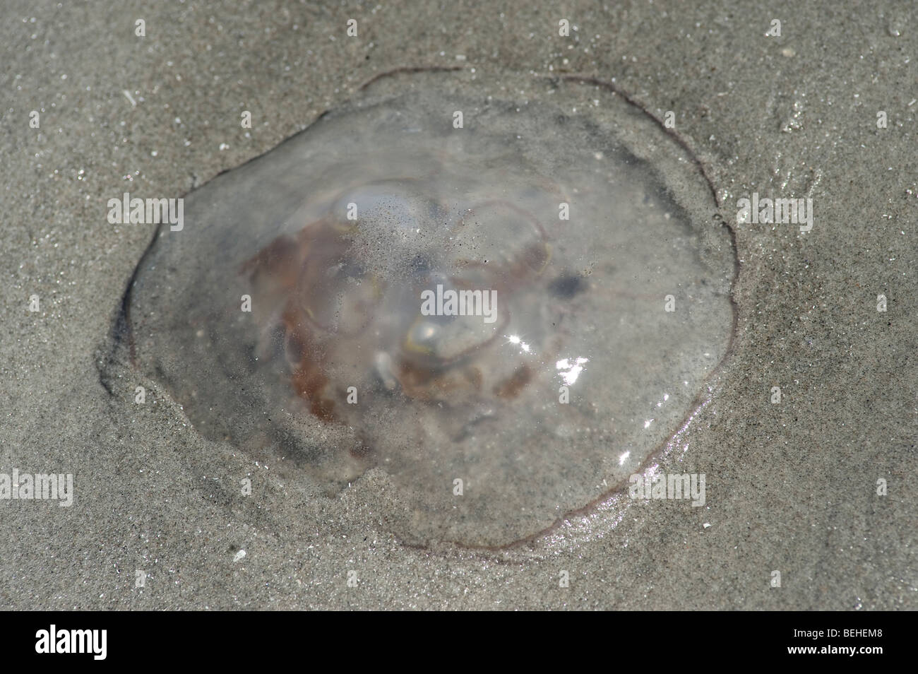 Lune, méduses Aurelia aurita, on beach Banque D'Images