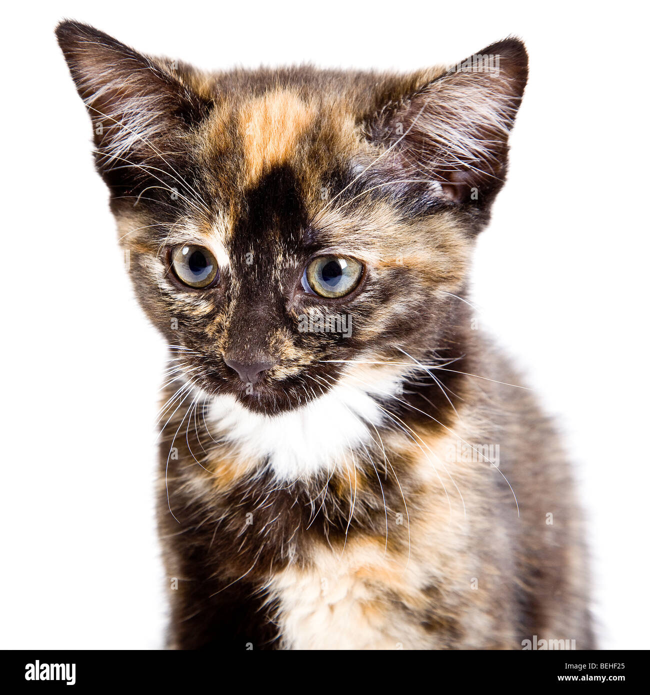 Écaille chaton mignon en studio Banque D'Images