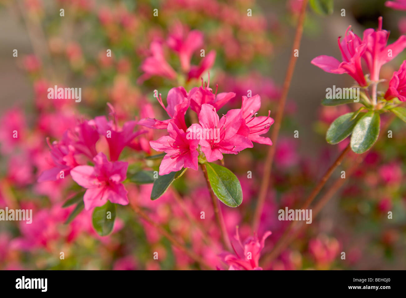 Azalée rose fleur Banque D'Images Azalée rose fleur Banque D'Images