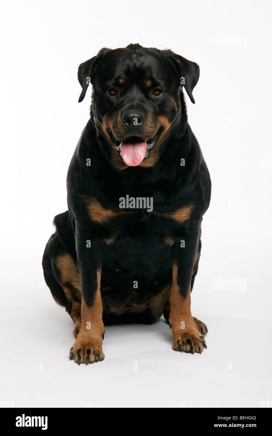 Un Rottweiler chien assis sur ses pattes de derrière à la mignon sur un fond blanc Banque D'Images